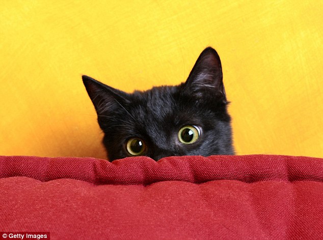 Picture 3 of Mysterious decoding: Why do cats love to sit in circles?