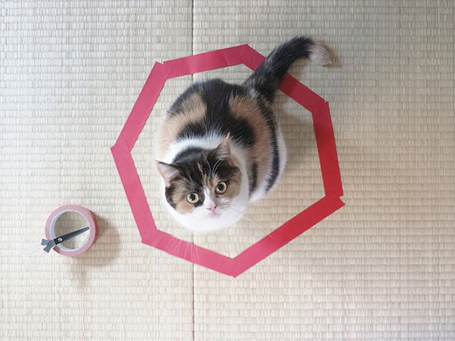 Picture 4 of Mysterious decoding: Why do cats love to sit in circles?