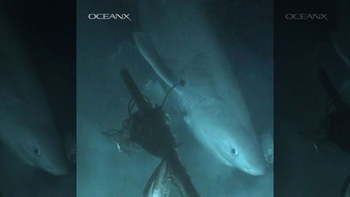 Picture 1 of Mysterious deep-sea shark older than dinosaurs