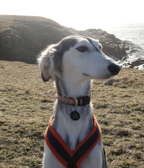 Picture 1 of Mysterious dog origin