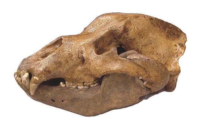 Picture 2 of Mysterious events of cave bears extinction