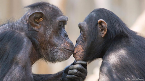 Picture 2 of Mysterious explanations of kiss