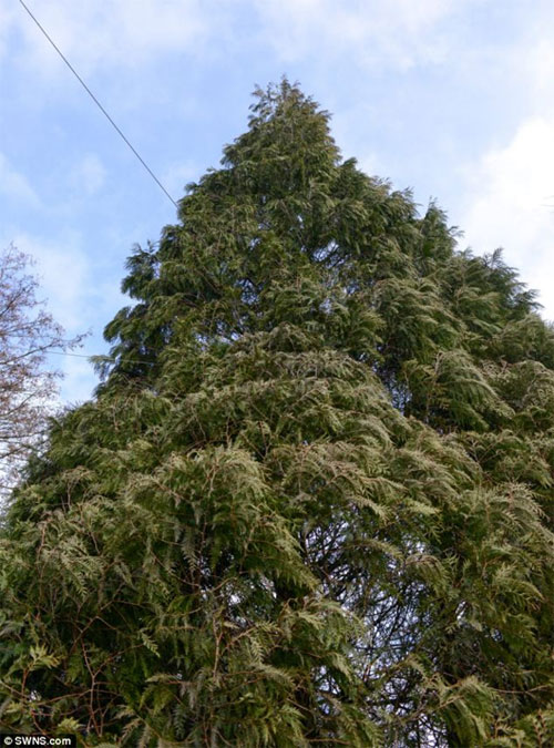 Picture 4 of Mysterious fir tree regenerates itself from the dead