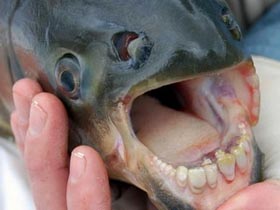 Picture 1 of Mysterious fish have human-like teeth