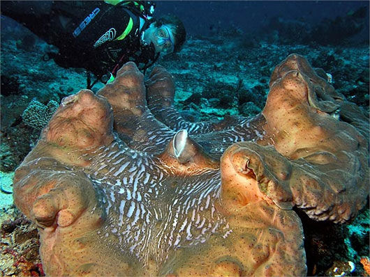 Picture 2 of Mysterious giant 'monster' species weighs 3 quintals