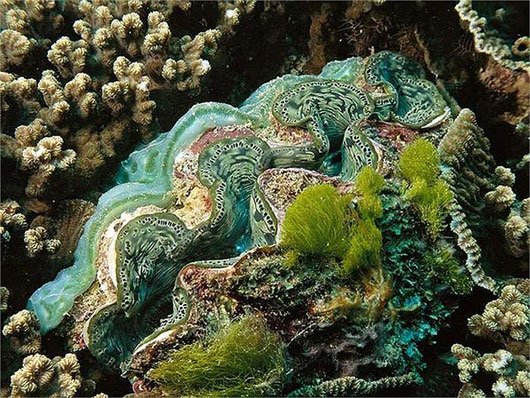 Picture 4 of Mysterious giant 'monster' species weighs 3 quintals