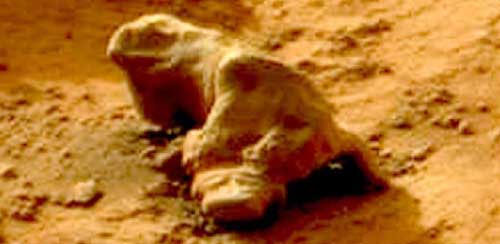 Picture 3 of Mysterious images on Mars
