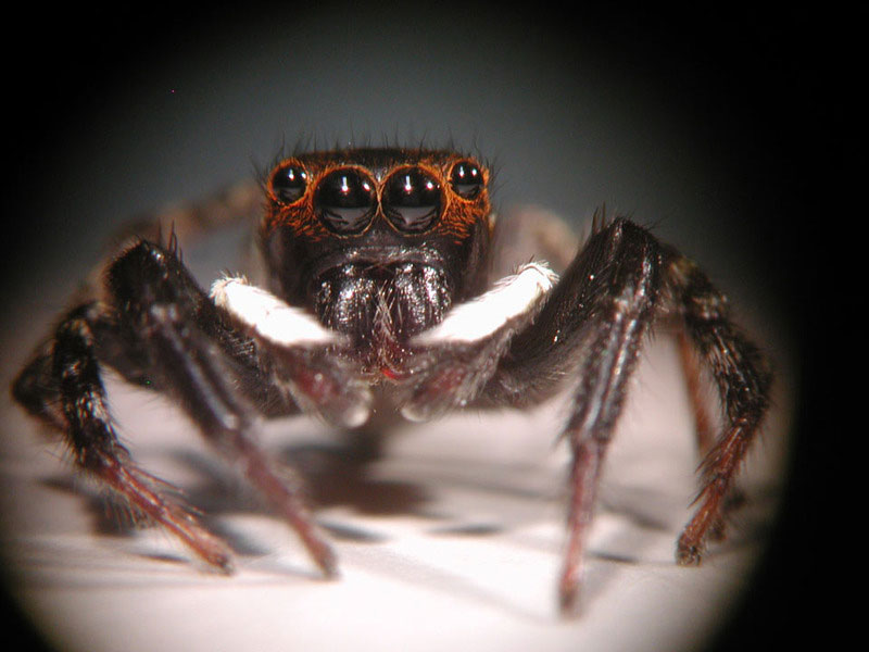 Picture 1 of Mysterious jump of Adanson spider