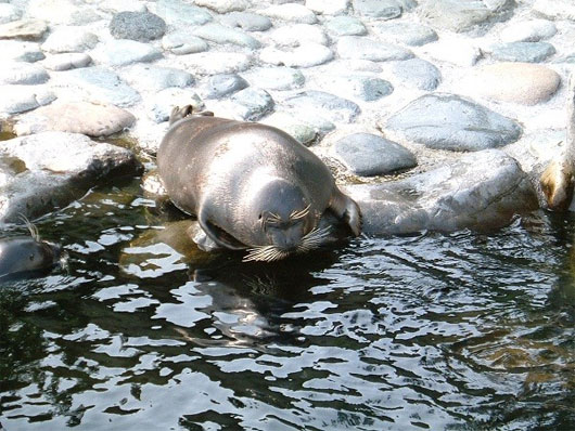 Picture 4 of Mysterious legend in the world's deepest freshwater lake