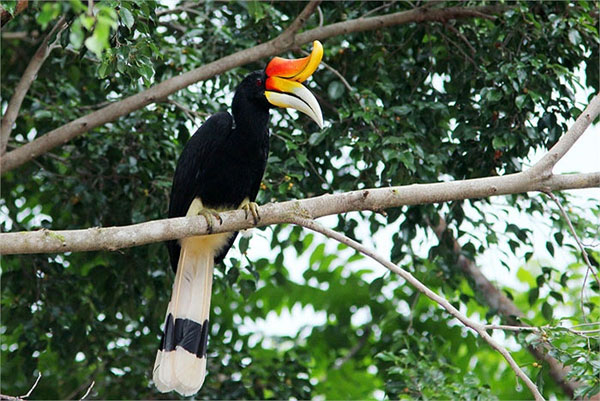 Mysterious little known about beautiful birds like myths images 1