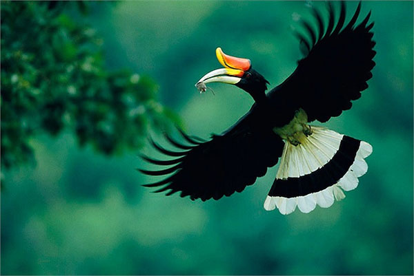 Mysterious little known about beautiful birds like myths images 2