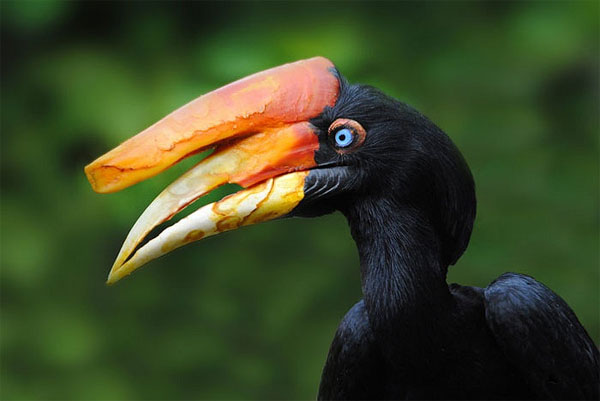 Mysterious little known about beautiful birds like myths images 3