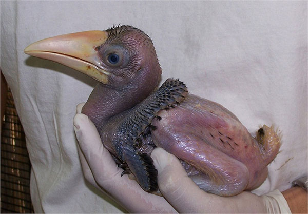 Mysterious little known about beautiful birds like myths images 4