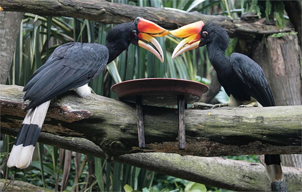 Mysterious little known about beautiful birds like myths images 5