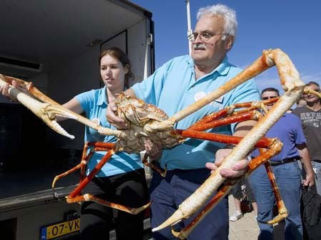 Picture 4 of Mysterious long crab species by car in the Pacific Ocean