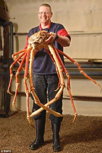 Picture 5 of Mysterious long crab species by car in the Pacific Ocean