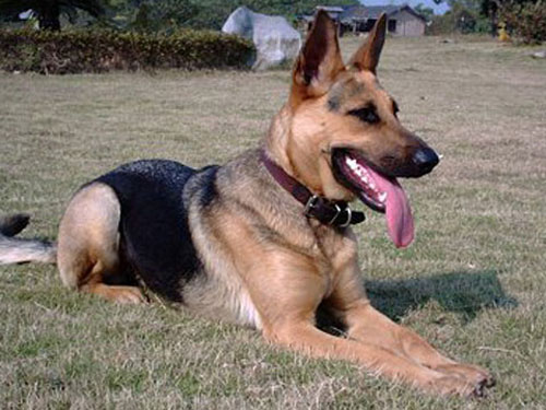 Picture 1 of 'Mysterious' member in campaign to destroy Bin Laden