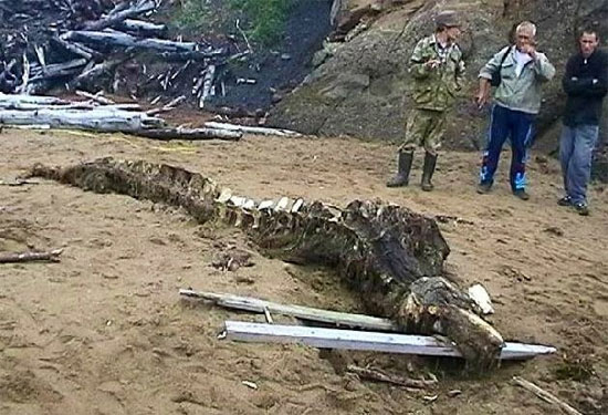 Picture 1 of Mysterious 'monster' skeleton in Russia