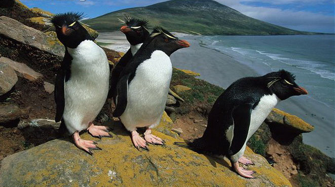 Picture 1 of Mysterious penguin disappears winter