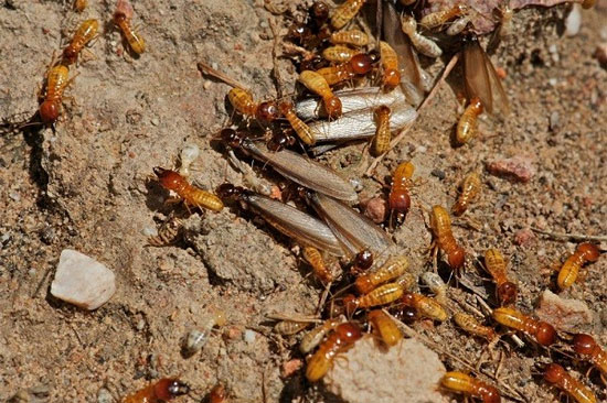 Picture 2 of Mysterious perpetrator creates 'fairy circle'