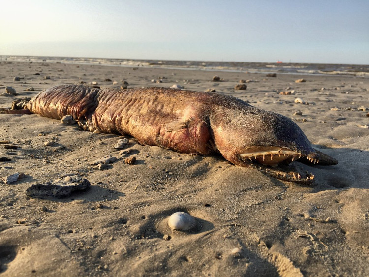Picture 1 of Mysterious 'sea monster' drifted into Texas after Hurricane Harvey