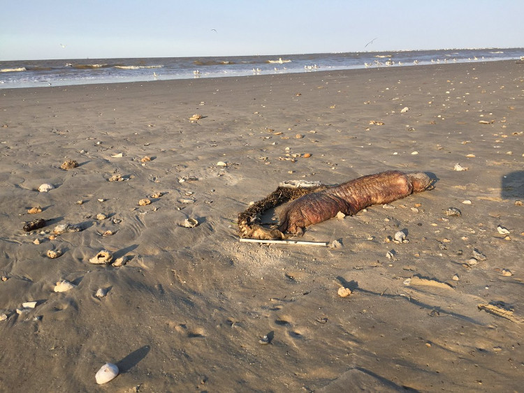 Picture 3 of Mysterious 'sea monster' drifted into Texas after Hurricane Harvey