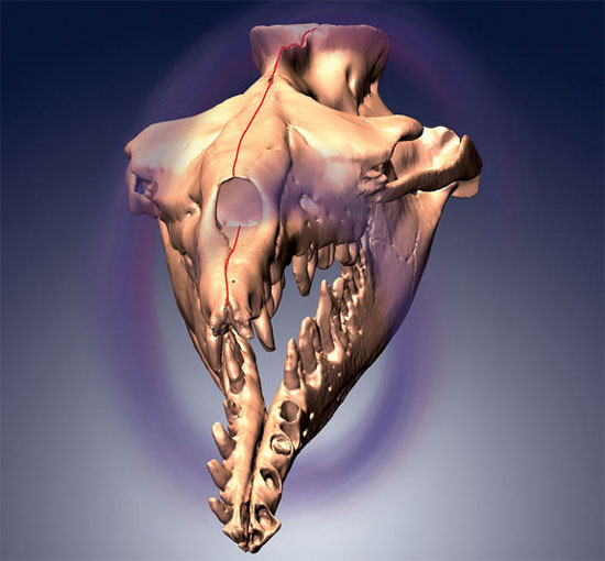 Picture 2 of Mysterious skull of ancient whale