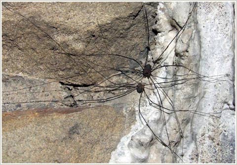 Picture 1 of Mysterious spiders invaded Europe