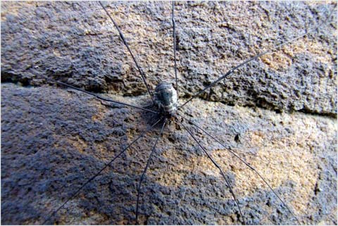 Picture 2 of Mysterious spiders invaded Europe