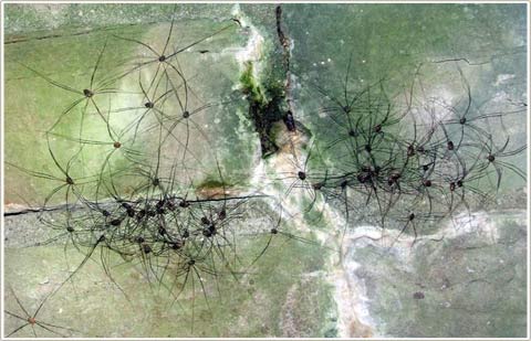 Picture 3 of Mysterious spiders invaded Europe