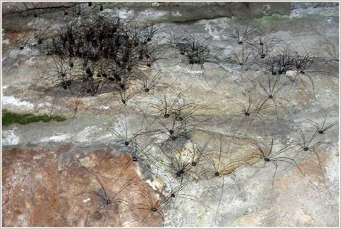 Picture 4 of Mysterious spiders invaded Europe
