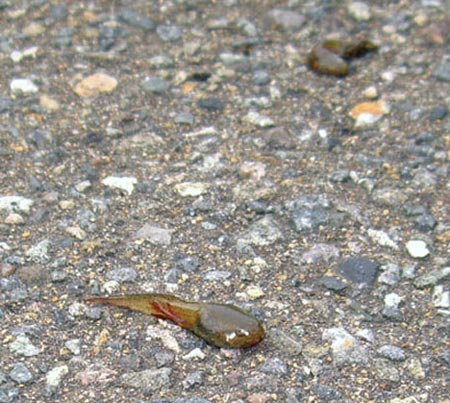 Picture 2 of Mysterious tadpole rain in Japan