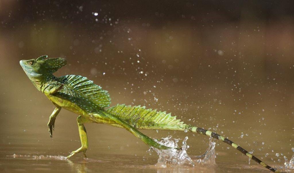Picture 1 of Mysterious things in the Amazon forest make you
