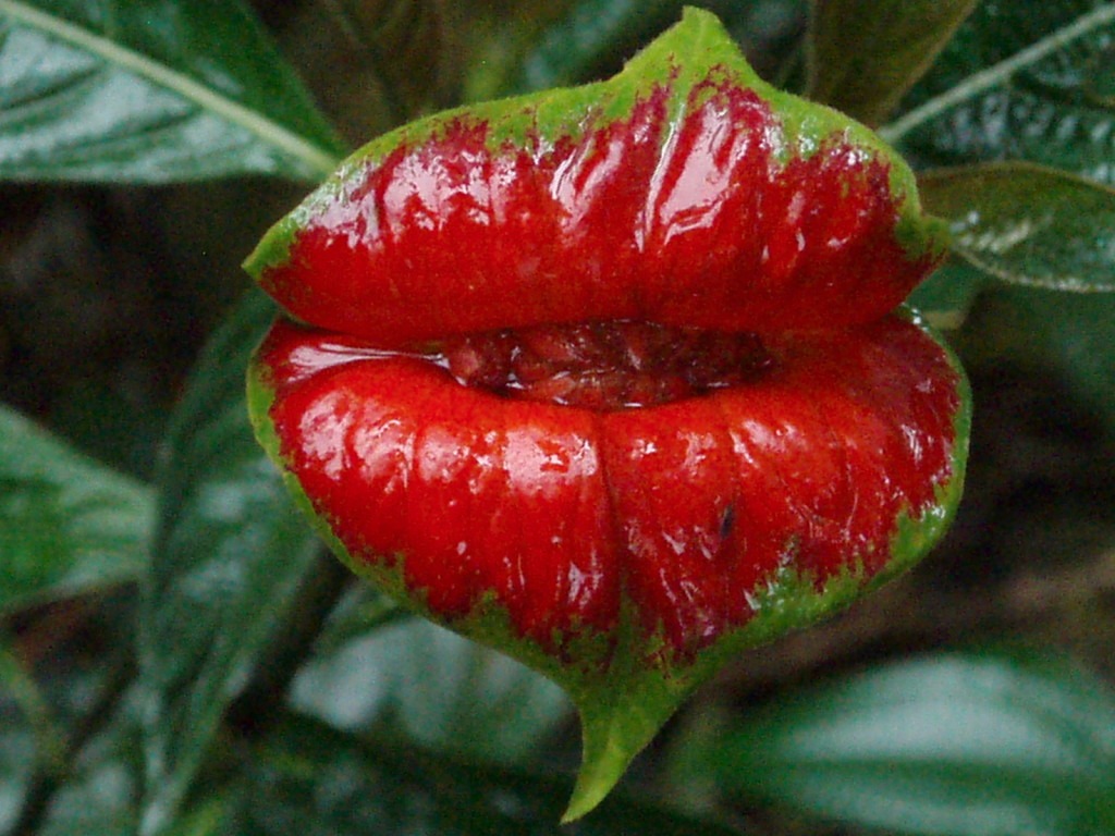 Picture 10 of Mysterious things in the Amazon forest make you