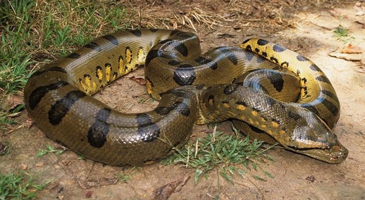 Picture 13 of Mysterious things in the Amazon forest make you
