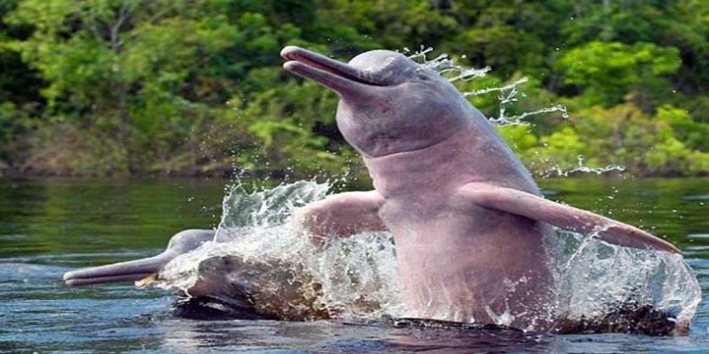 Picture 14 of Mysterious things in the Amazon forest make you