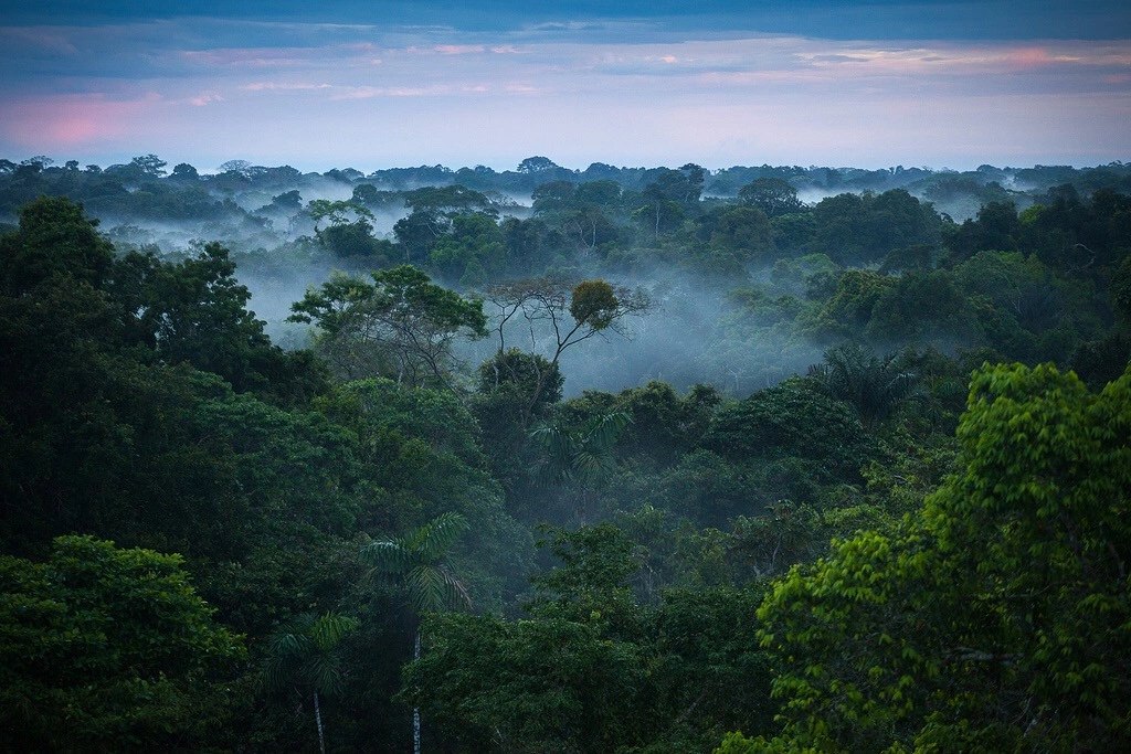Picture 2 of Mysterious things in the Amazon forest make you