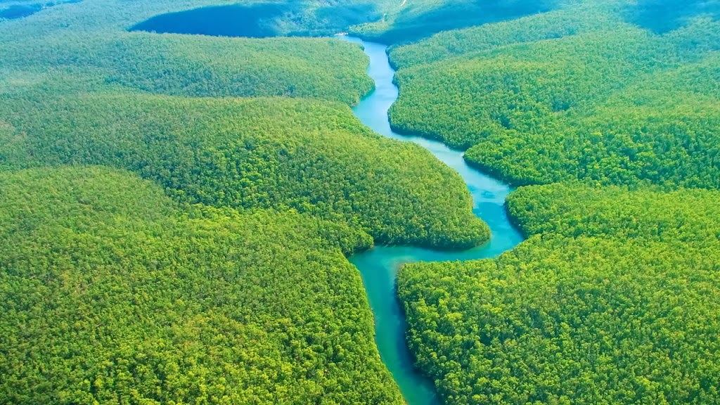 Picture 3 of Mysterious things in the Amazon forest make you