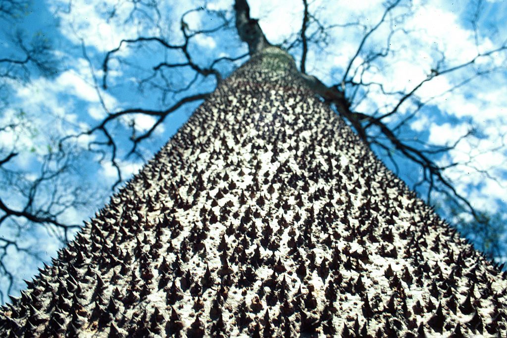 Picture 4 of Mysterious things in the Amazon forest make you