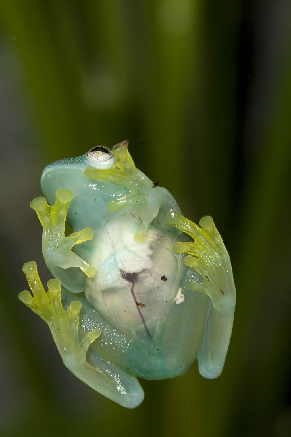 Picture 5 of Mysterious things in the Amazon forest make you