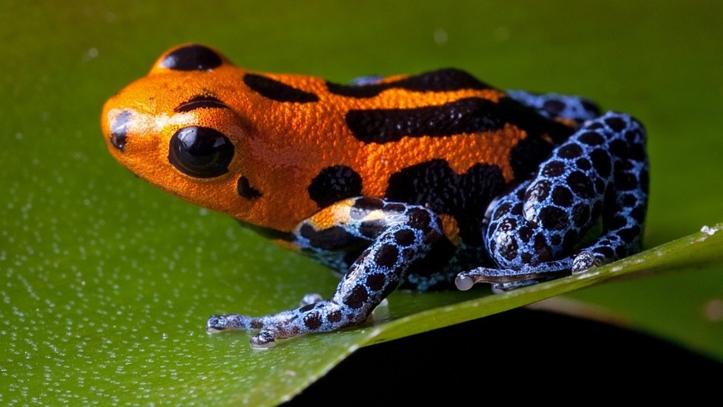 Picture 6 of Mysterious things in the Amazon forest make you