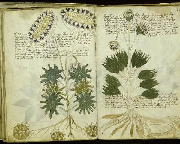 Picture 2 of Mysterious Voynich book