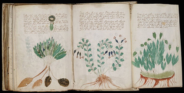 Picture 3 of Mysterious Voynich book