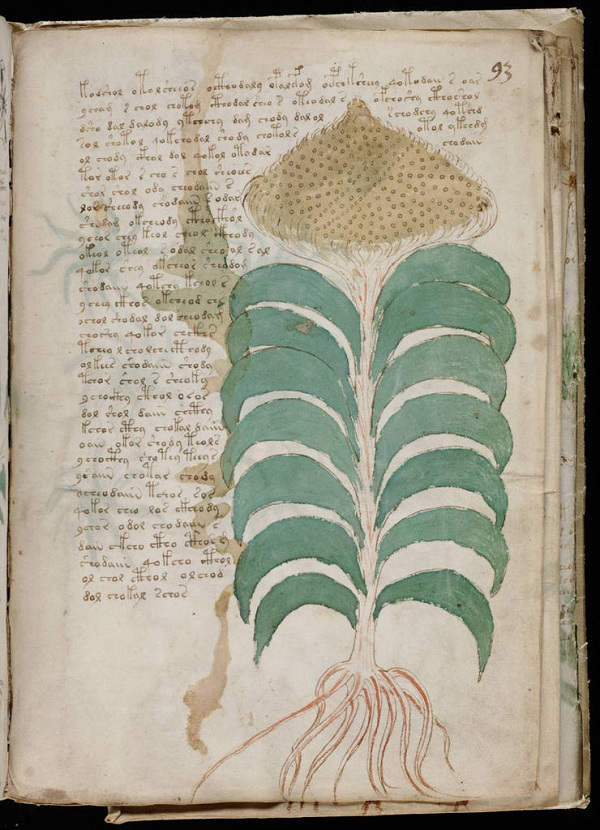 Picture 9 of Mysterious Voynich book