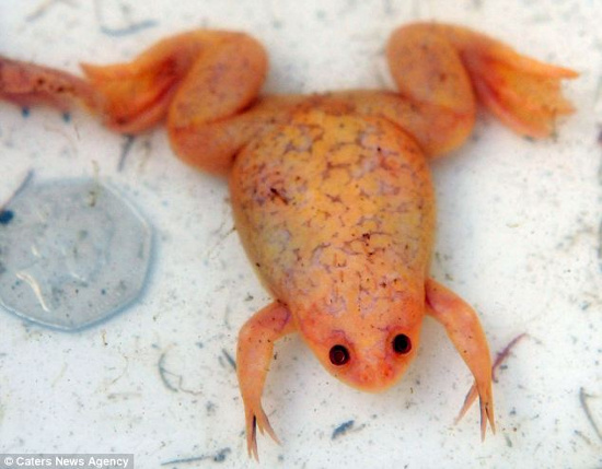 Picture 1 of Mysterious yellow frog in England