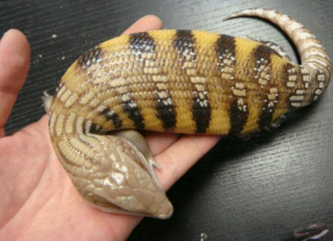 Picture 5 of Mysteriously hunted mysterious creatures in Japan