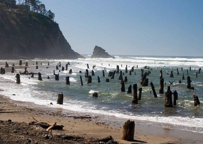 Picture 2 of Mystery of 2000 year old ghost forest