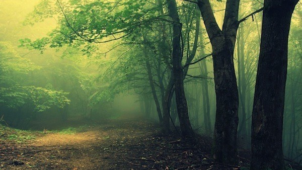 Picture 2 of Mystery of the forest