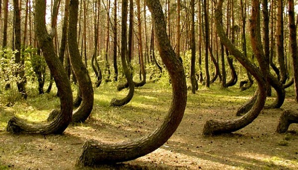 Picture 4 of Mystery of the forest