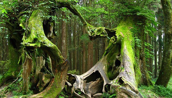 Picture 7 of Mystery of the forest